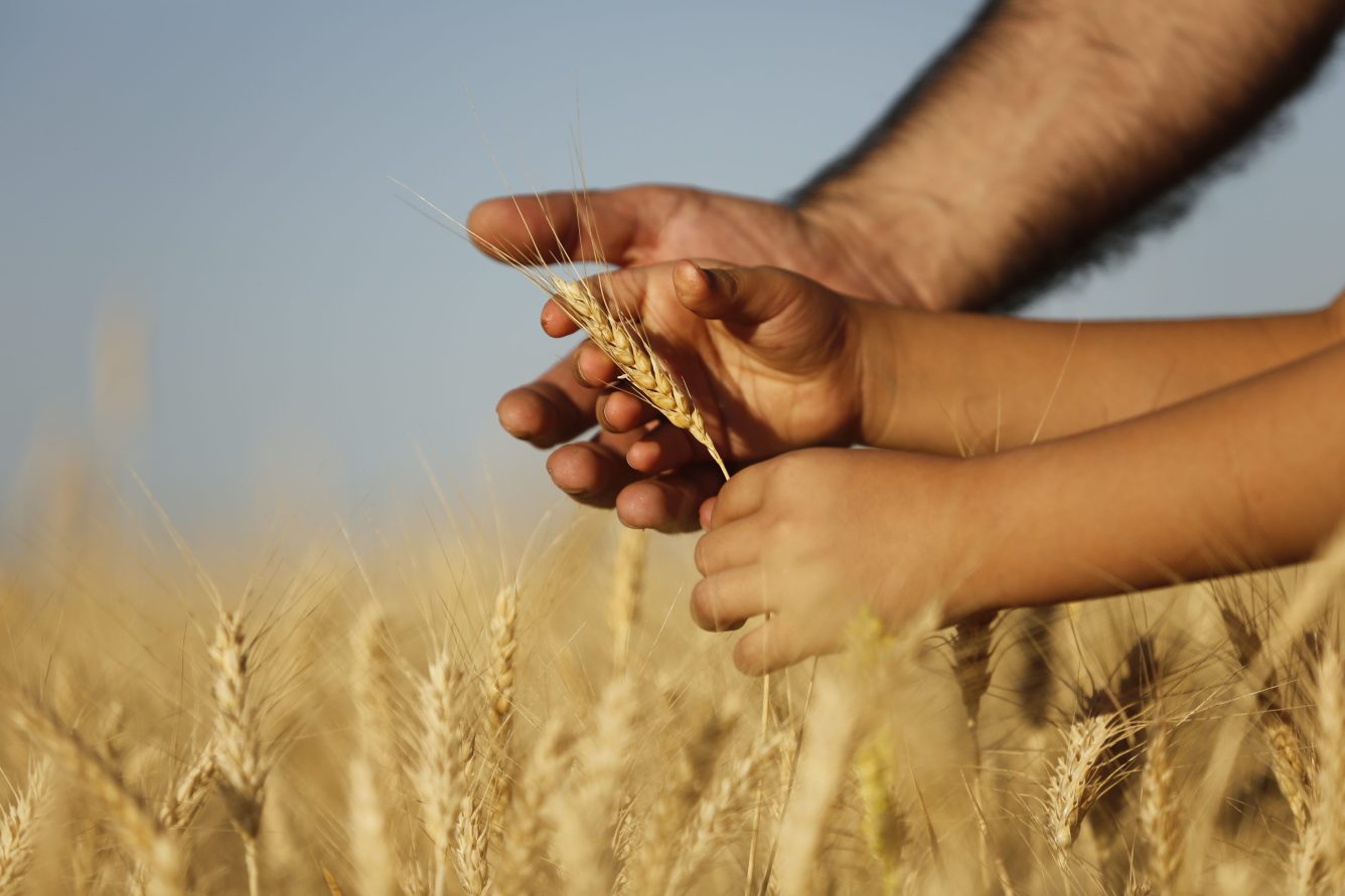 Farmer with his son checking the wheat crop